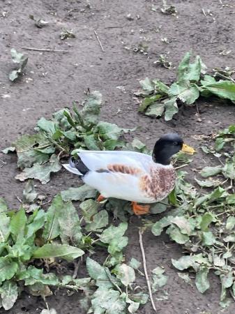 Image 3 of Call duck, ,,,male drake