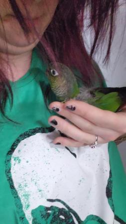 Image 3 of Sweet little baby green cheek conure 9 Weeks not ready yet!