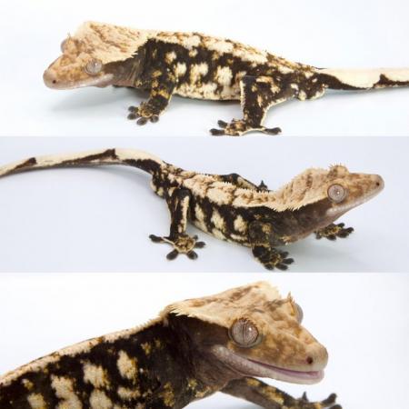 Image 8 of High End - High Contrast Jet Black Male Crested Gecko