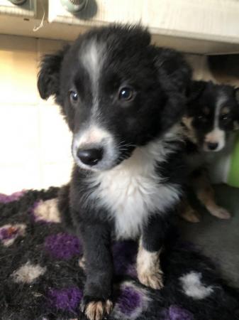 Image 2 of Energetic Welsh border collie puppies for sale