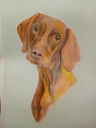 Image 2 of Hand Drawn Pet Portraits Of Your Beloved pets
