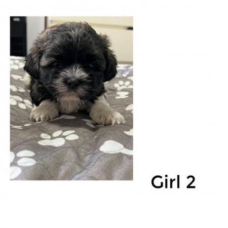 Image 14 of 4 Beautiful Shorkie Puppies for sale - Shih Tzu Cross