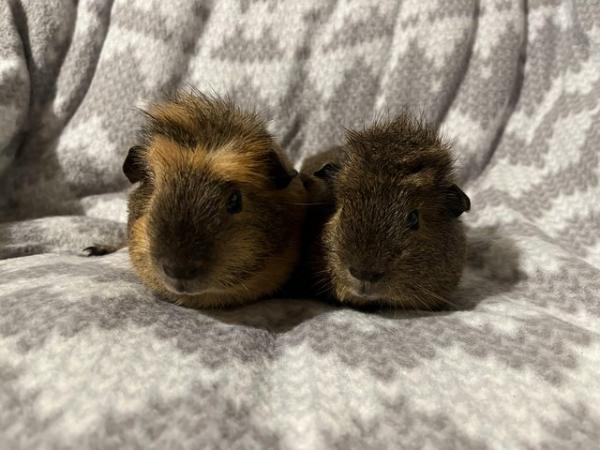 Image 3 of Pair of young male Guinea pigs