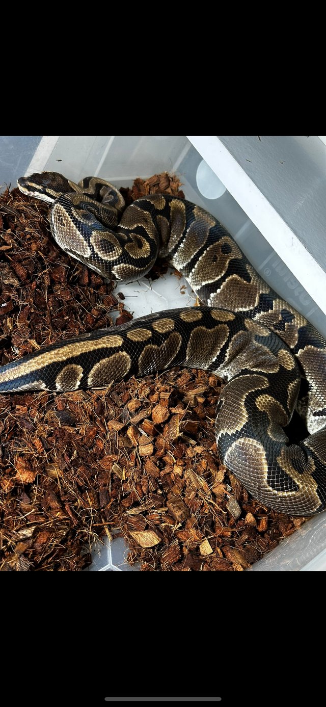 Preview of the first image of Ball pythons females and males all big.