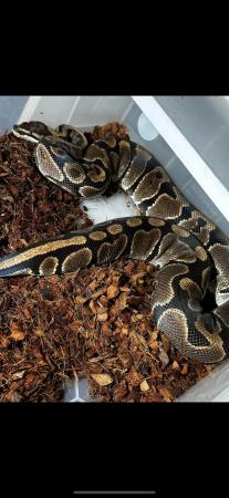 Image 1 of Ball pythons females and males all big