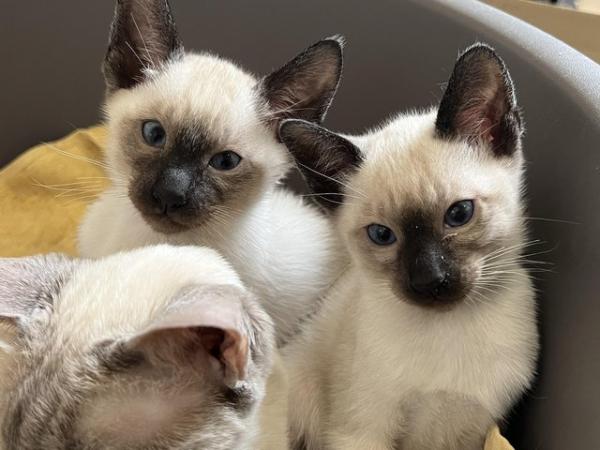 Image 2 of Adorable 100% pure Siamese kittens available