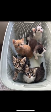 Image 4 of 10 week old kittens. ready to be rehoused £20 each