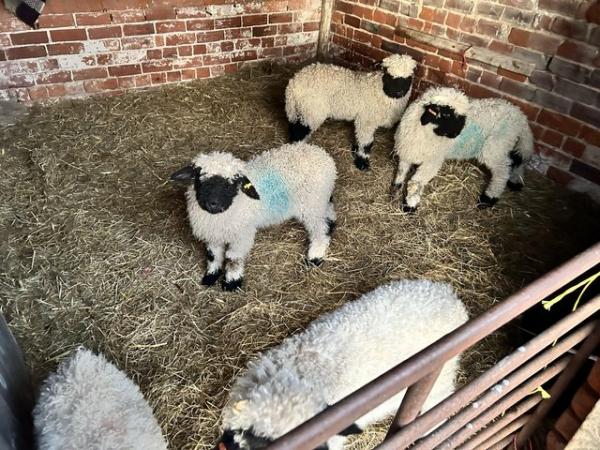 Image 3 of Black face valas lambs for sale