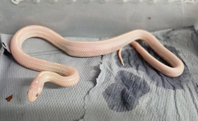 Image 8 of 2 Female King snakes , Hight White Albino Stripe ,