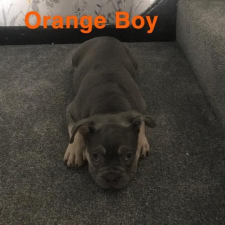 Image 9 of KC registered French Bulldogs READY NOW