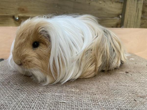 Image 3 of Long haired guinea pigs forsale