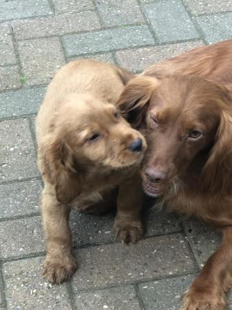Image 7 of COCKER SPANIEL PUPPIES FOR SALE