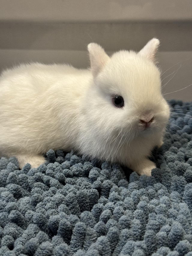 Preview of the first image of 1 Gorgeous BEW Netherland Dwarf baby boy left.