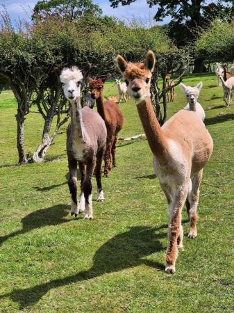 Image 4 of Female alpacas with cria at foot - ENQUIRIES NOW BEING TAKEN