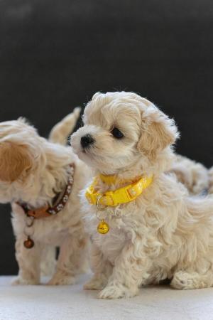 Image 5 of Beautiful F1 Toy Maltipoo Puppies (1 Left)