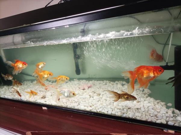 Image 4 of Selling all the fishes with tank fish, decorations, pumps, f