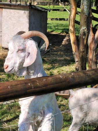 Image 1 of 2 Angora PedigreeBoy Goats wethers