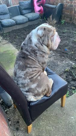 Image 3 of 3 year old English bulldog for sale