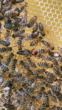 Image 4 of Mated Queen Bee 2024 for sale
