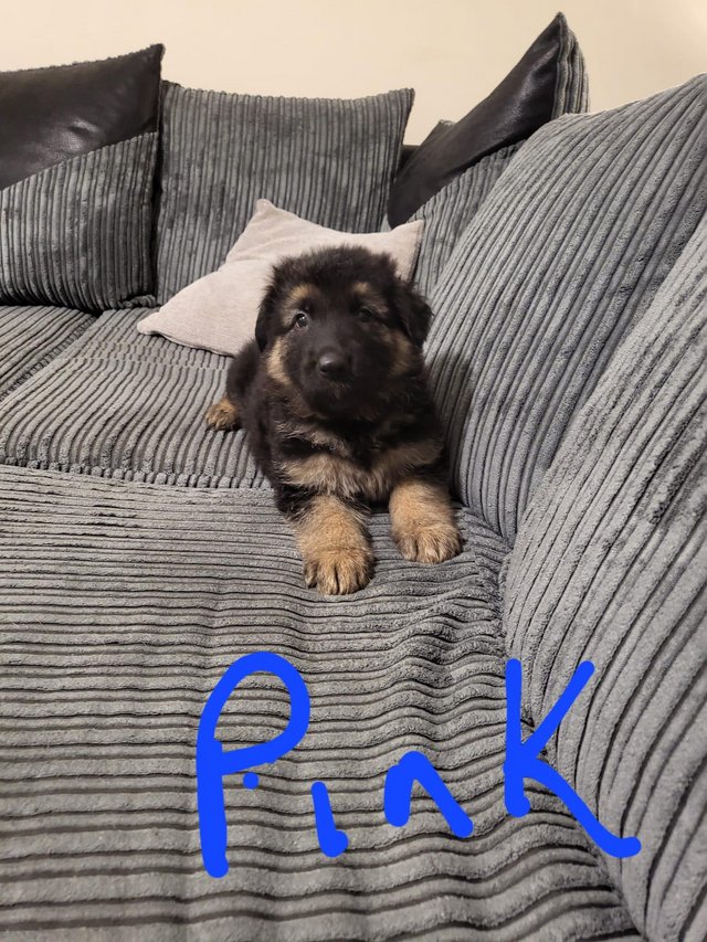 Preview of the first image of 11 week old german shepard puppies.