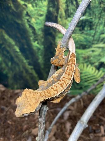 Image 4 of Unsexed juvenile 95% pin crested gecko