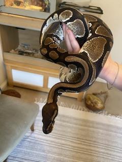 Image 5 of Six year old male ball python