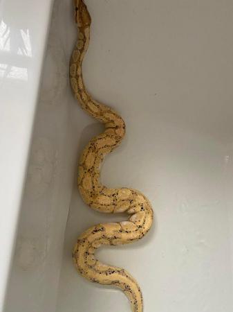 Image 3 of Adult Male banana pastel royal python