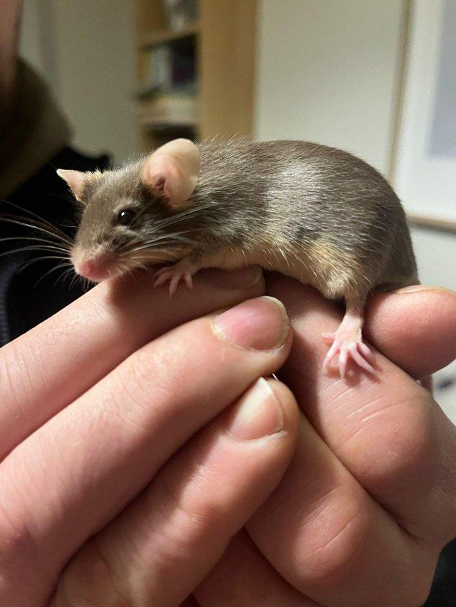 Preview of the first image of Male mice hand tame ????????????.