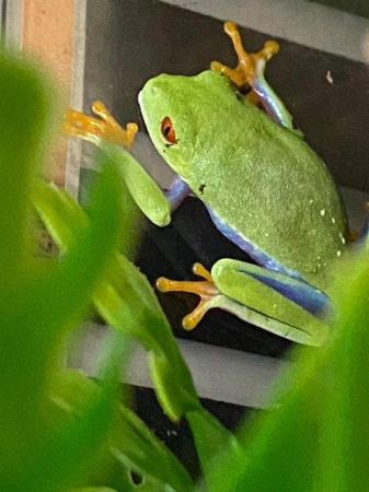Image 9 of Frogs for sale at Birmingham Reptiles