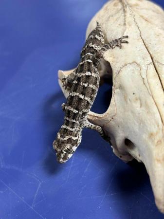 Image 2 of 2 male Viper Geckos for sale