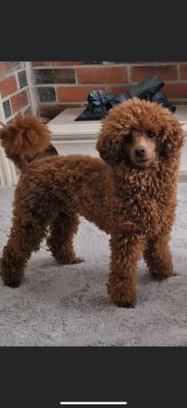 Image 6 of 7 weeks red/brown boy toy poodle