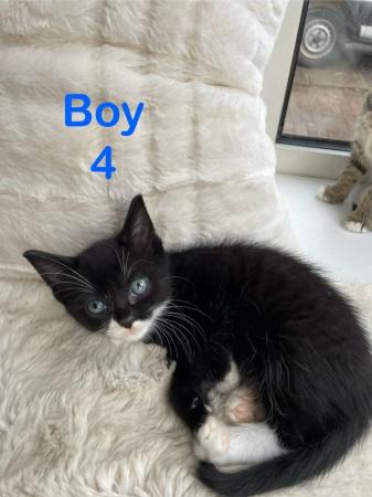 Image 5 of Kittens 2 boy Looking new home ONO
