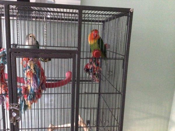 Image 2 of Pair of bonded lovebirds for sale