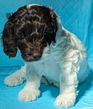 Image 15 of TWO Cockapoo F1b puppies DNA Health tested clear parents
