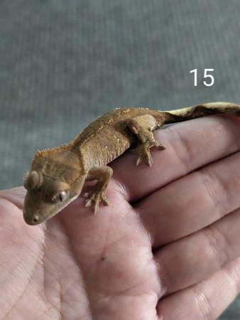 Image 3 of Various baby crested geckos