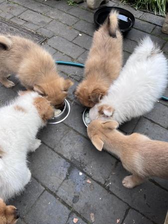 Image 1 of 10 week old pomchi puppies