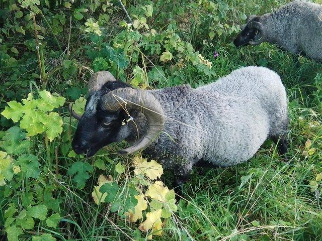 Preview of the first image of HANDSOME PEDIGREE SHETLAND KATMOGET RAM.