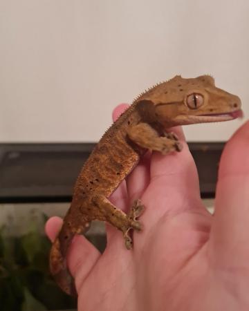 Image 2 of CRESTED GECKO....................