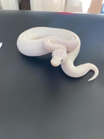 Image 9 of Various morphs of ball pythons.
