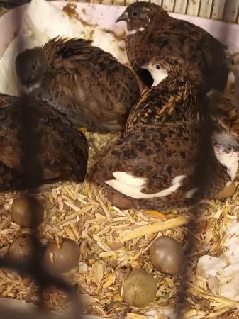 Image 9 of Chinese painted Quail for sale. £6.50 each or 2 for £10