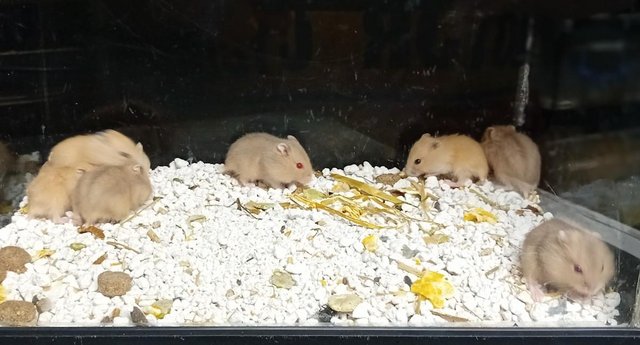 Image 7 of Baby Campbell's Hamsters
