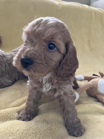 Image 13 of Cockapoo F1, puppies for sale, parents KC reg, Show/toy