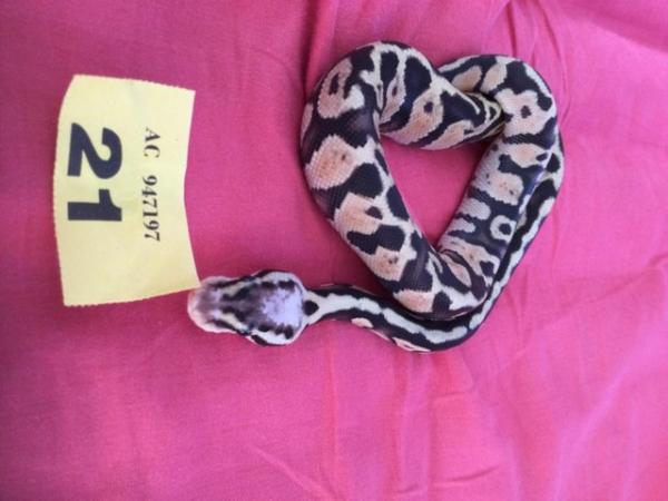 Image 5 of Male Super Pastel baby royal python