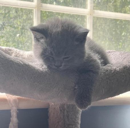 Image 5 of Adorable British blue kittens ready to go now