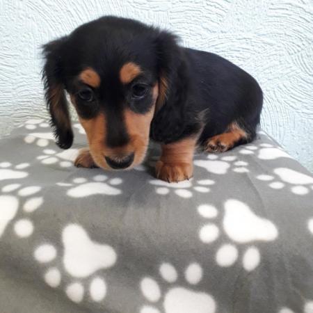 Image 17 of Long haired miniture dachshund pups.