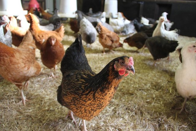 Preview of the first image of Rhode Rock Hybrid Pullets at point of lay.