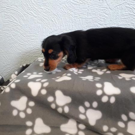 Image 15 of Long haired miniture dachshund pups.