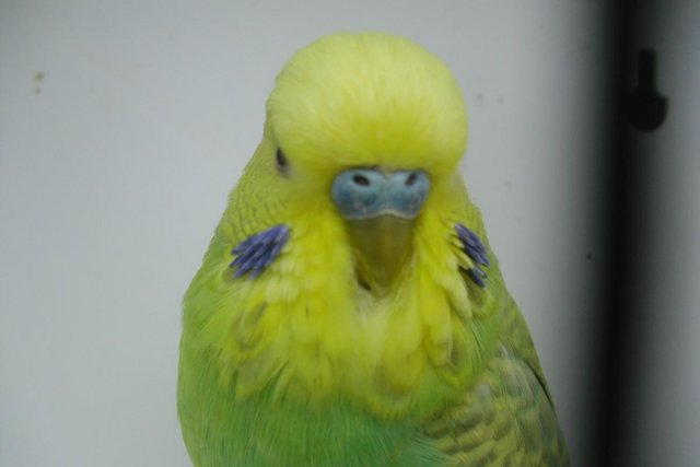 Image 8 of Exhibition Type Budgies Adult Males