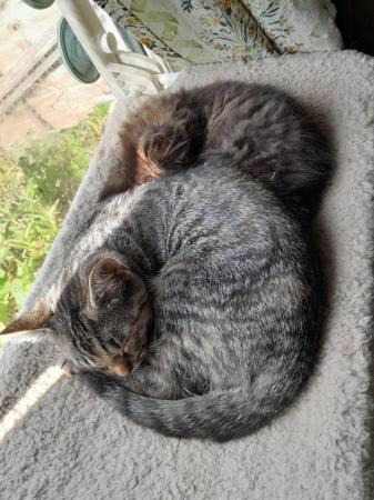 Image 2 of Beautiful Kittens various ages looking for fun families!