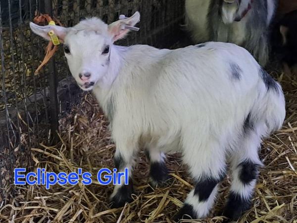 Image 10 of Disbudded pygmy goat kids